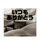 おいらスウ（個別スタンプ：38）