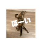 おいらスウ（個別スタンプ：40）