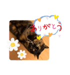 花ちゃんパート3（個別スタンプ：17）