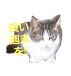 ハチワレ 良いちゃん（個別スタンプ：9）