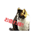 ハチワレ 良いちゃん（個別スタンプ：10）