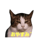 ハチワレ 良いちゃん（個別スタンプ：11）