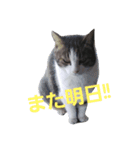 ハチワレ 良いちゃん（個別スタンプ：15）