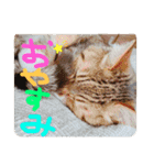 ちゃむちゃびん2（個別スタンプ：26）