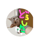 ちゃむちゃびん2（個別スタンプ：32）