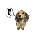 カニンヘンダックスちぇちぇまるの日常（個別スタンプ：24）