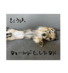 カニンヘンダックスちぇちぇまるの日常（個別スタンプ：38）