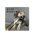カニンヘンダックスちぇちぇまるの日常（個別スタンプ：40）