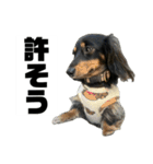 カニンヘンダックスフンドのカヌレです2（個別スタンプ：4）