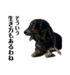 カニンヘンダックスフンドのカヌレです2（個別スタンプ：6）