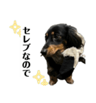 カニンヘンダックスフンドのカヌレです2（個別スタンプ：9）