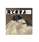 カニンヘンダックスフンドのカヌレです2（個別スタンプ：11）