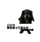 カニンヘンダックスフンドのカヌレです2（個別スタンプ：12）