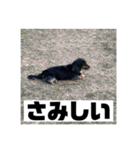 カニンヘンダックスフンドのカヌレです2（個別スタンプ：13）