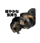 カニンヘンダックスフンドのカヌレです2（個別スタンプ：16）