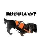 カニンヘンダックスフンドのカヌレです2（個別スタンプ：17）