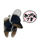 カニンヘンダックスフンドのカヌレです2（個別スタンプ：18）
