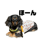 カニンヘンダックスフンドのカヌレです2（個別スタンプ：19）