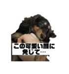 カニンヘンダックスフンドのカヌレです2（個別スタンプ：21）