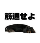 カニンヘンダックスフンドのカヌレです2（個別スタンプ：22）