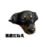 カニンヘンダックスフンドのカヌレです2（個別スタンプ：23）