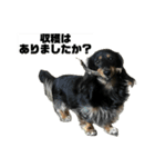 カニンヘンダックスフンドのカヌレです2（個別スタンプ：24）