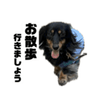 カニンヘンダックスフンドのカヌレです2（個別スタンプ：25）