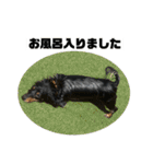 カニンヘンダックスフンドのカヌレです2（個別スタンプ：26）