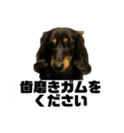 カニンヘンダックスフンドのカヌレです2（個別スタンプ：27）