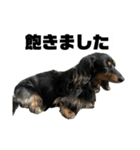 カニンヘンダックスフンドのカヌレです2（個別スタンプ：30）