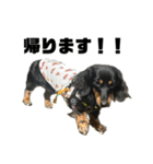 カニンヘンダックスフンドのカヌレです2（個別スタンプ：32）