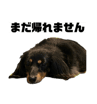 カニンヘンダックスフンドのカヌレです2（個別スタンプ：33）