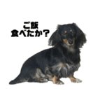カニンヘンダックスフンドのカヌレです2（個別スタンプ：35）