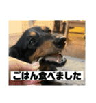 カニンヘンダックスフンドのカヌレです2（個別スタンプ：36）