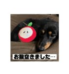カニンヘンダックスフンドのカヌレです2（個別スタンプ：37）