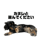 カニンヘンダックスフンドのカヌレです2（個別スタンプ：39）