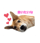 くろこはスタンプ（個別スタンプ：3）