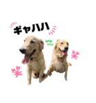 ゴールデンレトリバー❤️マリン＆ジャック（個別スタンプ：2）