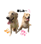 ゴールデンレトリバー❤️マリン＆ジャック（個別スタンプ：19）