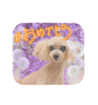 トイプードルkuuちゃん。（個別スタンプ：2）