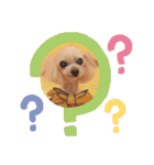 トイプードルkuuちゃん。（個別スタンプ：6）