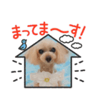 トイプードルkuuちゃん。（個別スタンプ：11）