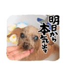 トイプードルkuuちゃん。（個別スタンプ：12）