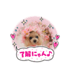トイプードルkuuちゃん。（個別スタンプ：16）