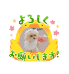 トイプードルkuuちゃん。（個別スタンプ：18）