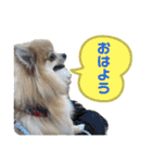 ぽんすけスタンプ_02（個別スタンプ：4）