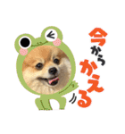 ぽんすけスタンプ_02（個別スタンプ：25）