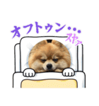 ぽんすけスタンプ_02（個別スタンプ：30）