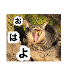 猫好きの為のリアル猫使える日常（個別スタンプ：1）