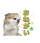 #ももたの日常（個別スタンプ：19）